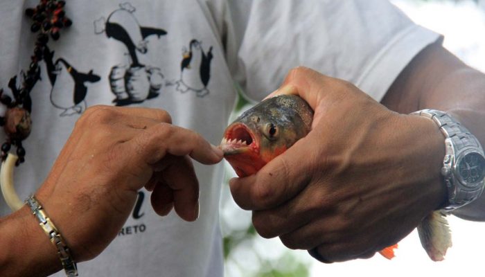Piranha-6 Piranha-6