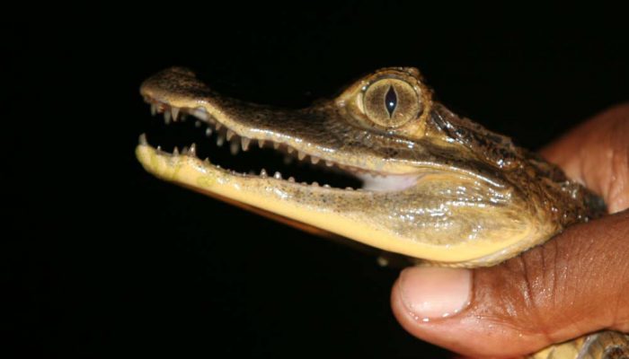 Specatacle-cayman-scaled Specatacle-cayman-scaled