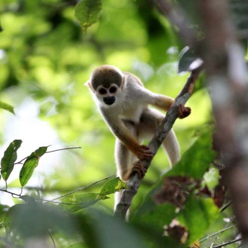 Squirrel-Monkey-3