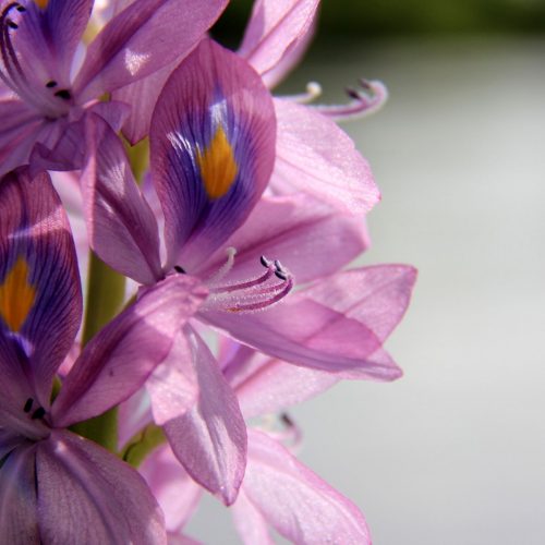 Water-Hyacinth-1